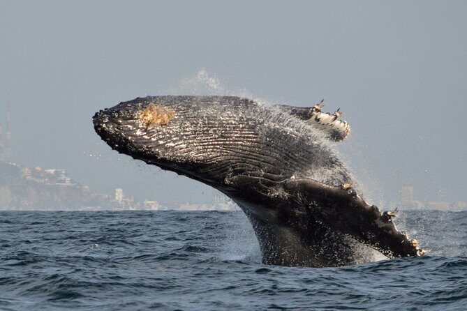 Munba Ballena Tour by Power Boat - What’s Included and What’s Not