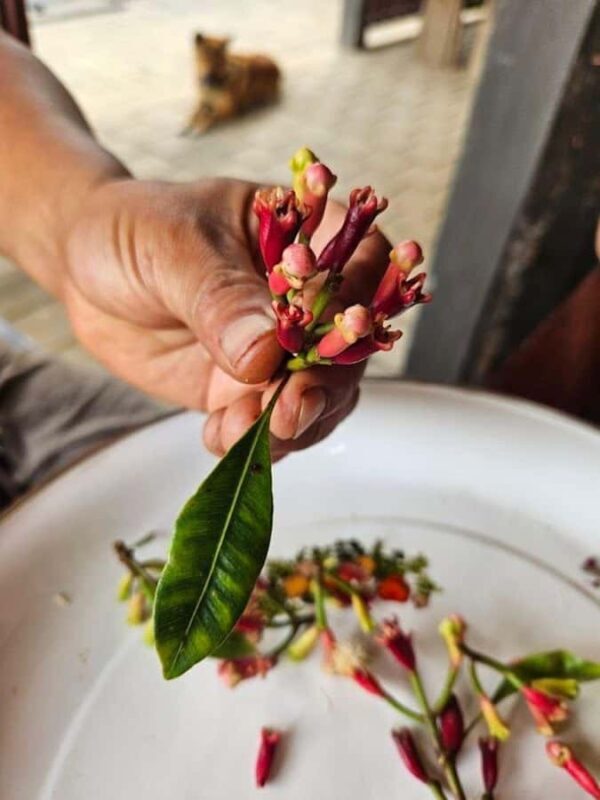 Munduk: Balinese Offering & Authentic Experience with Local - Who Should Consider This Tour?