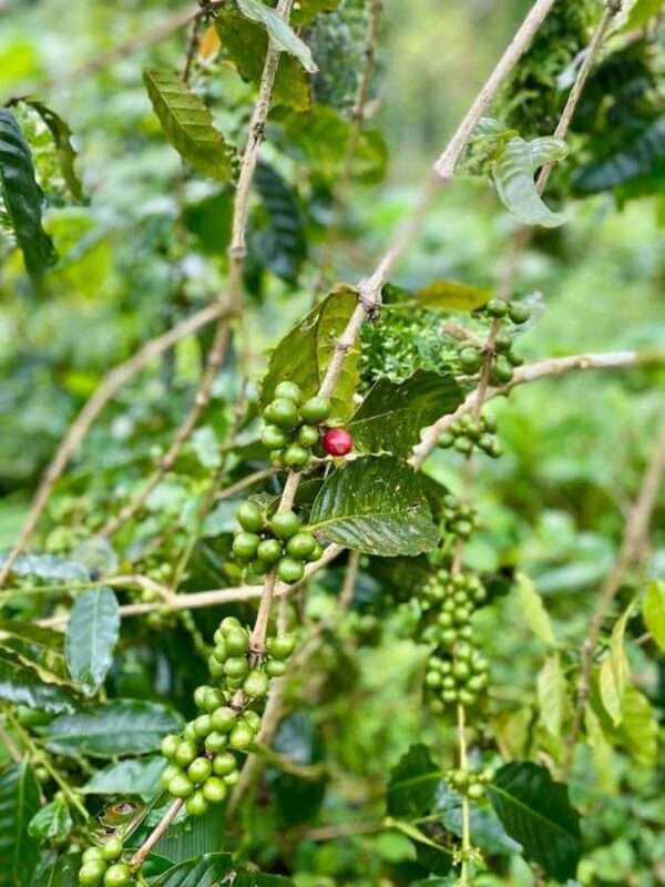 Munduk: Balinese Offering & Authentic Experience with Local - Good To Know