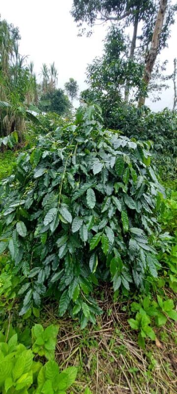 Munduk: Banyumala Twin Waterfall Jungle Trek, Swim & Lunch - Authentic Experiences that Stand Out