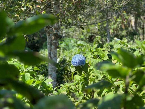 Munduk Hortensia Trek: Coffee Fields, Waterfalls Exploration - Booking Details and Flexibility