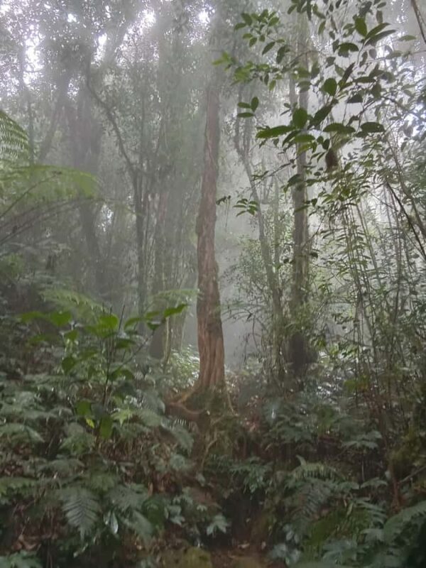 Munduk: Mount Shangyang Trek with Local Guide - The Cultural & Culinary Experience