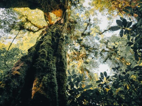 Munduk: Rainforest Hiking, Canoeing And Waterfall Tour - Booking and Cancellation Policy