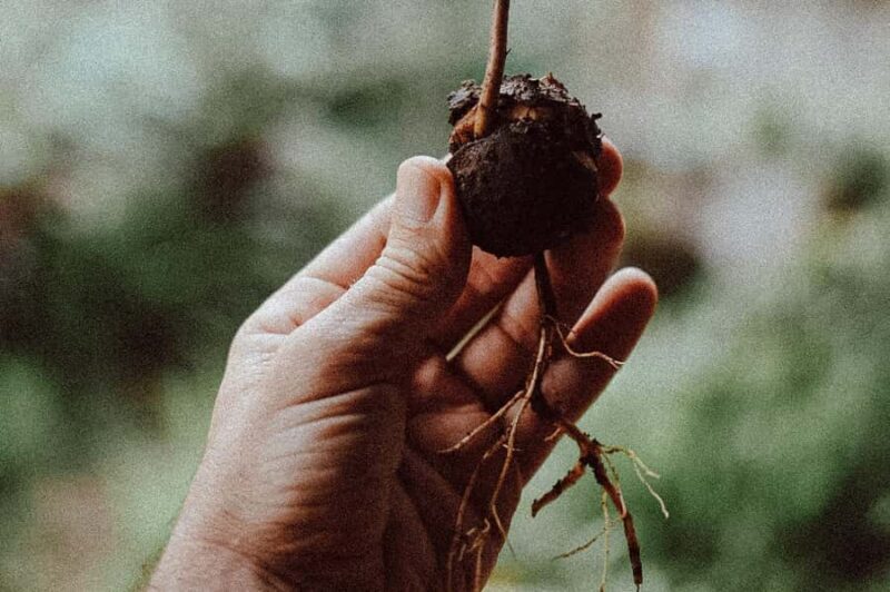 Munduk: Regenerative Roots Permaculture Farm Tour - Final Thoughts