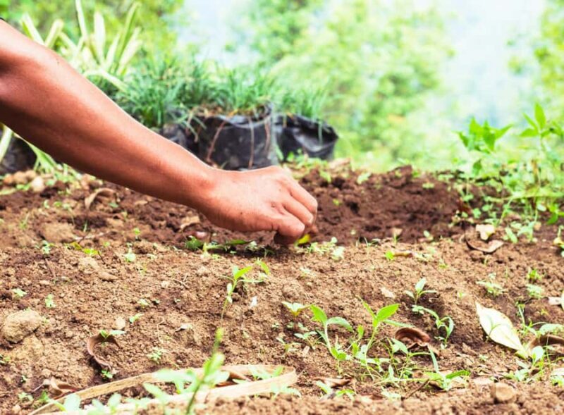 Munduk: Regenerative Roots Permaculture Farm Tour - FAQ