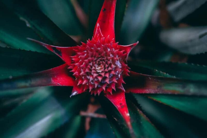 Munduk: Regenerative Roots Permaculture Farm Tour - Exploring the Munduk: Regenerative Roots Permaculture Farm Tour — A Deep Dive into Sustainable Farming