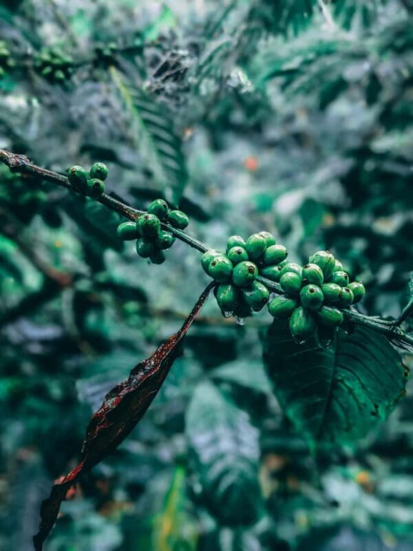 Munduk: Regenerative Roots Permaculture Farm Tour - Practical Details and What to Expect