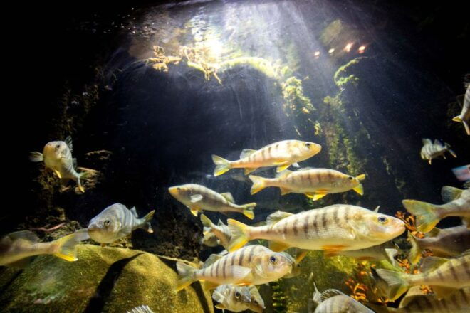 Munich: Day Ticket to Sea Life - Review Summary