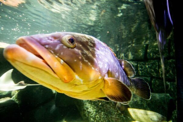 Munich: Day Ticket to Sea Life - Common Questions