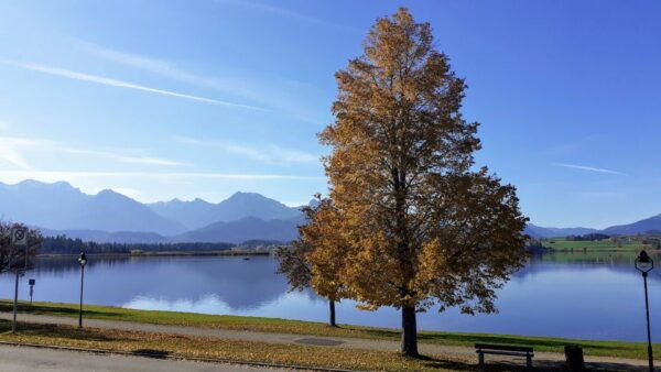 Munich: Neuschwanstein Private Guided Tour Packages - Highly Rated Tour Options With Customer Reviews