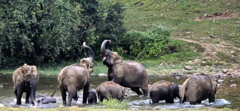 Munnar: Anakulam Jeep Safari to Explore Wild Elephants - Authentic Experiences and Unique Insights