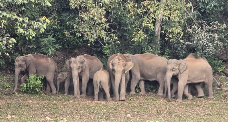 Munnar: Anakulam Jeep Safari to Explore Wild Elephants - Practical Tips for the Tour