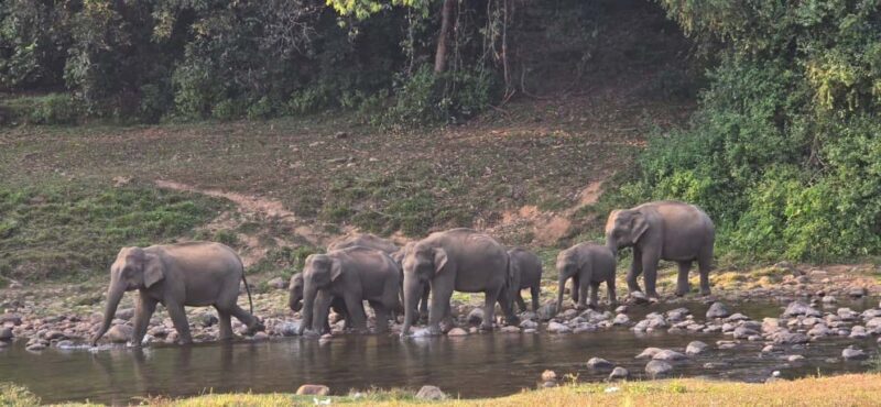 Munnar: Anakulam Jeep Safari to Explore Wild Elephants - The Sum Up