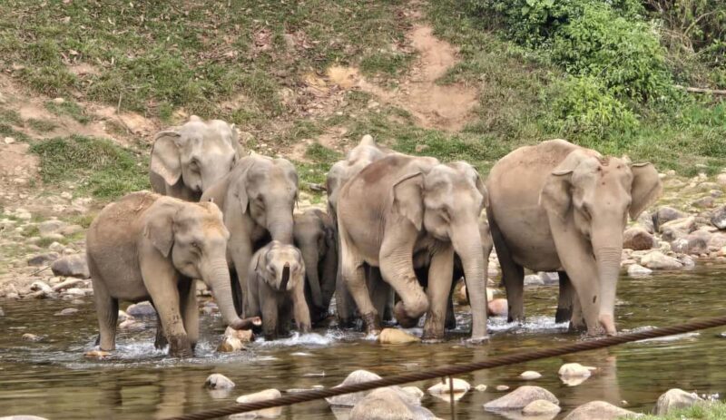 Munnar: Anakulam Jeep Safari to Explore Wild Elephants - FAQ
