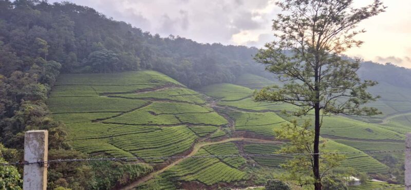 Munnar: Anakulam Jeep Safari with Waterfall and Elephant - FAQs