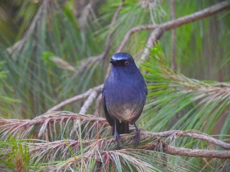 Munnar Birding and Bird Photography Trip - Good To Know
