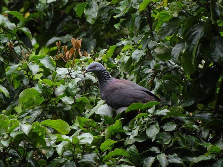 Munnar Birding and Bird Photography Trip - Trip Overview