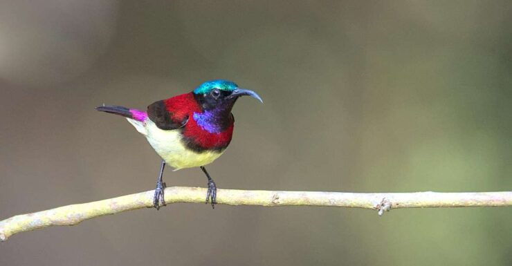 Munnar Birding and Bird Photography Trip - Activity Highlights