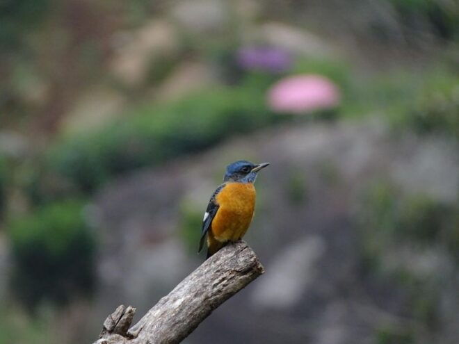 Munnar Birding and Bird Photography Trip - Travel Directions