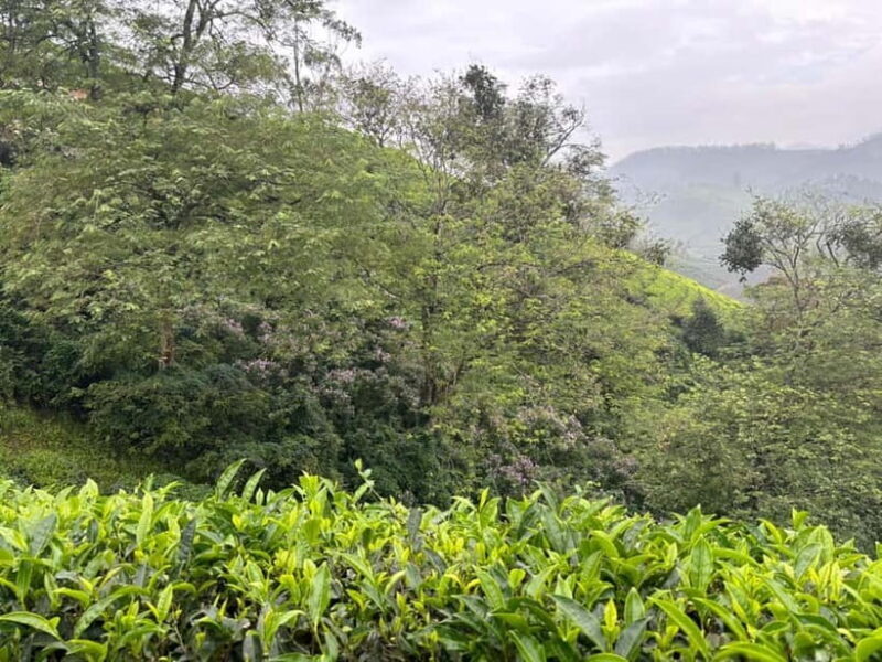 Munnar: Chokramudi Peak Full-Day Trekking Tour - Good To Know