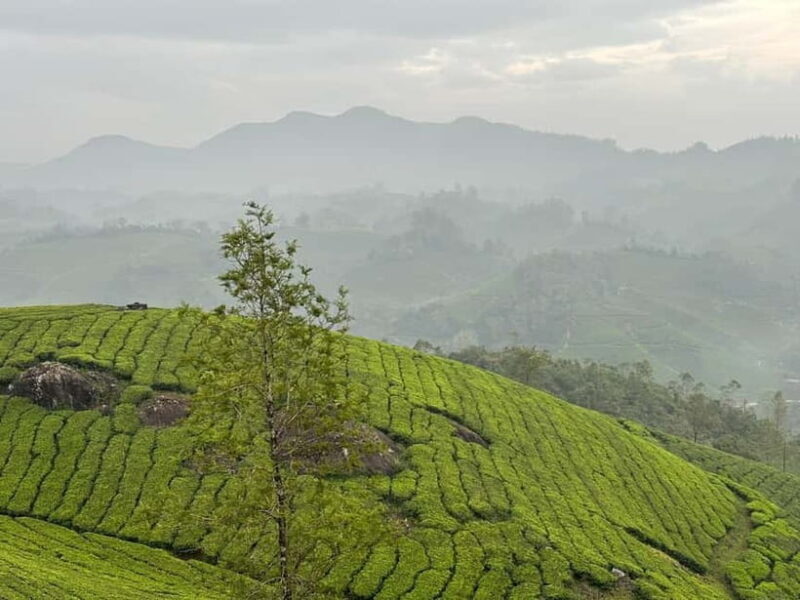 Munnar: Chokramudi Peak Full-Day Trekking Tour - Authentic Experiences and Notable Insights