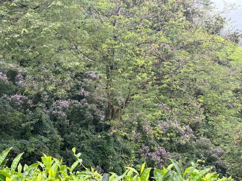 Munnar: Chokramudi Peak Full-Day Trekking Tour - Who Should Consider This Tour?