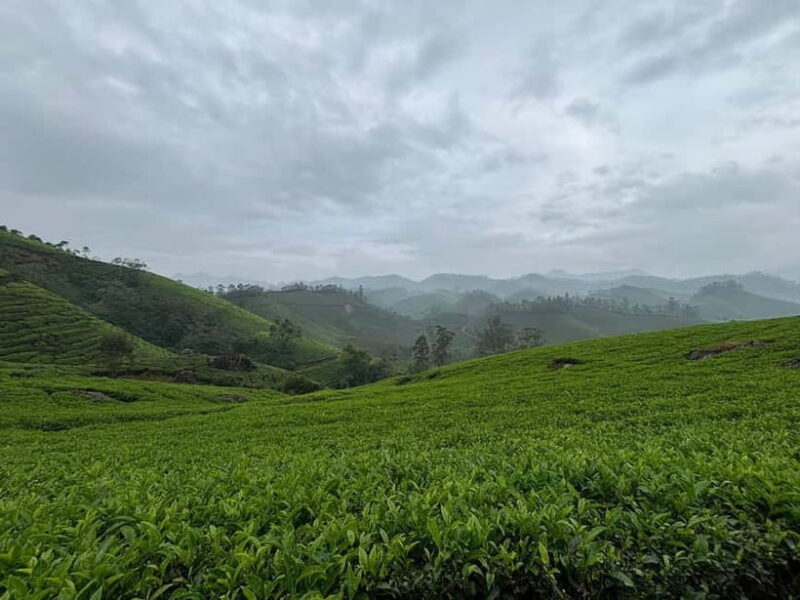 Munnar: Chokramudi Peak Full-Day Trekking Tour - Final Thoughts