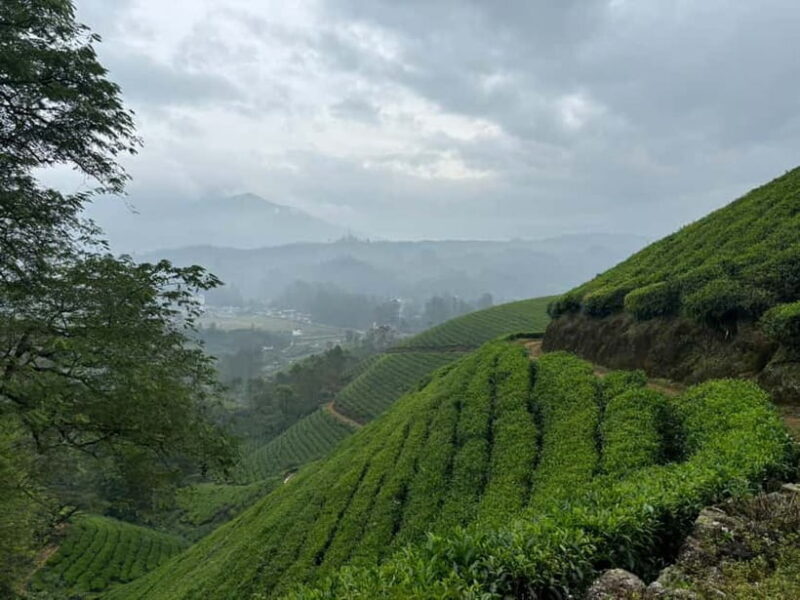 Munnar: Chokramudi Peak Full-Day Trekking Tour - FAQ
