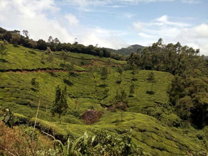 Munnar: Half Day Trekking Through Tea Plantation - Good To Know