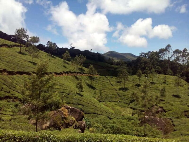 Munnar: Half Day Trekking Through Tea Plantation - The Sum Up