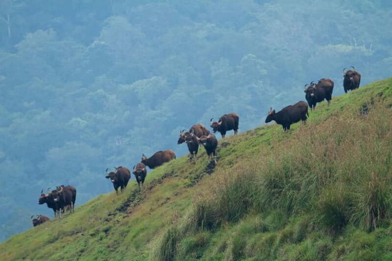 Munnar Hill Station with Periyar Wildlife Tour (03 Days) - Authentic Experiences from the Reviews