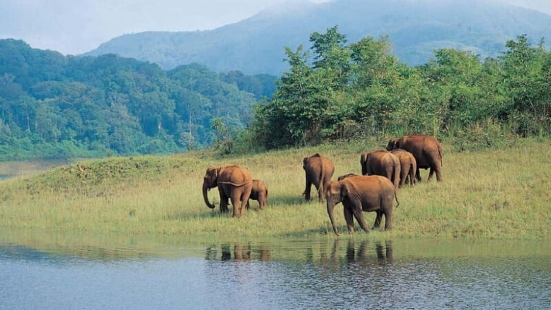 Munnar Hill Station with Periyar Wildlife Tour (03 Days) - A Deep Dive into the 3-Day Kerala Adventure