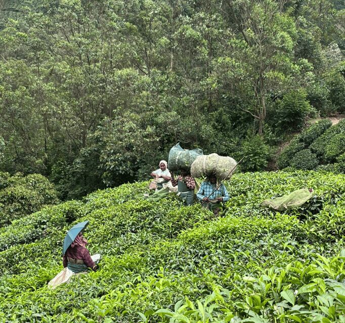 Munnar Letchmi Hills village Tour - Who Should Consider This Tour?