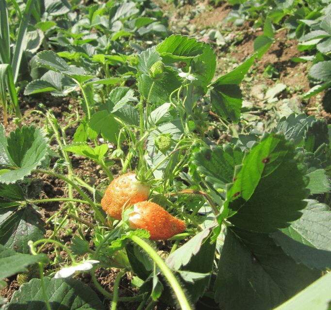 Munnar Letchmi Hills village Tour - The Sum Up: The Bottom Line