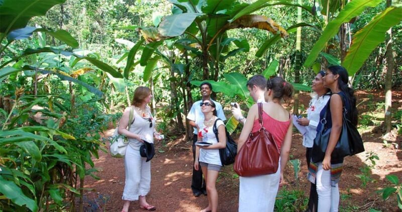 Munnar Local Sightseeing (Adventure Spots) - The Itinerary Breakdown: What You Can Expect