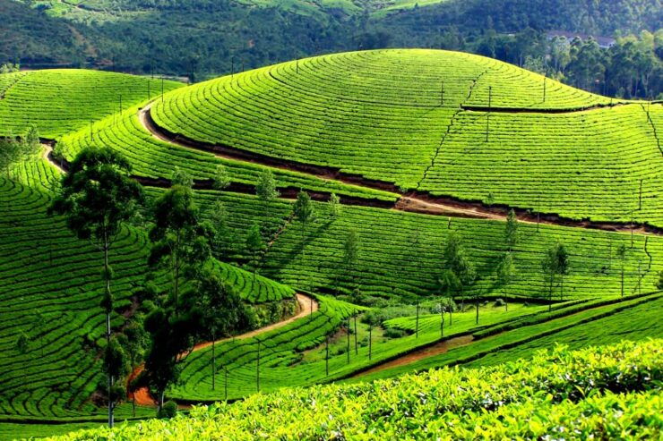 Munnar Private Day Trip - Experience Highlights