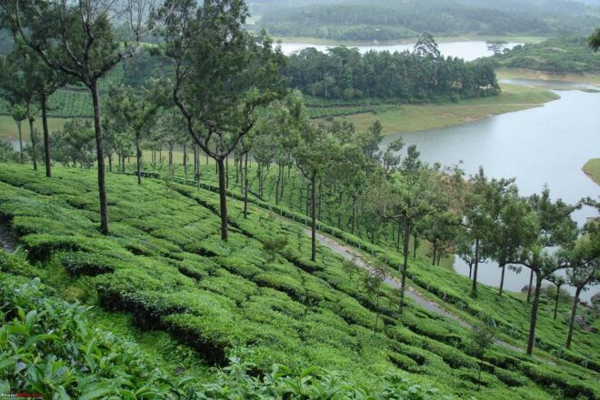Munnar Private Day Trip - Review Summary