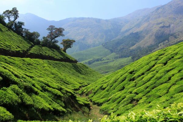Munnar Private Day Trip - The Sum Up