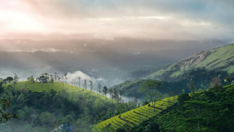 Munnar Private Day Trip From Kochi - At a glance: what makes this day trip different