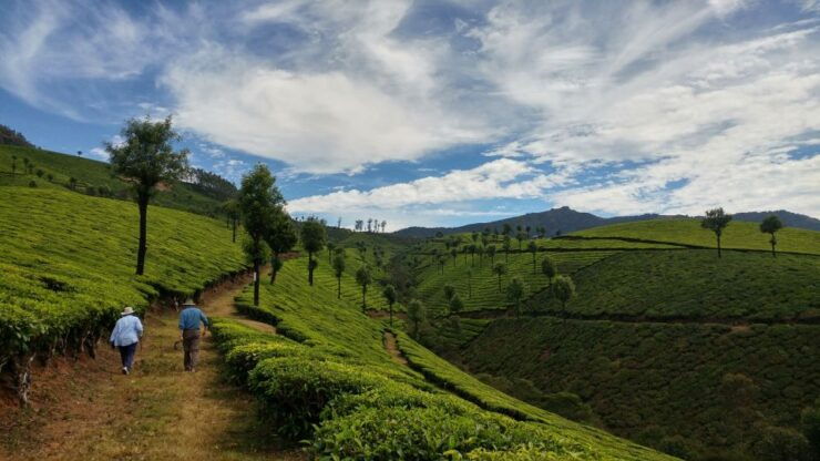 Munnar Private Day Trip - Activity Details