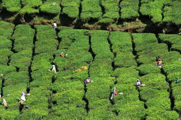 Munnar Private Day Trip - Common Questions