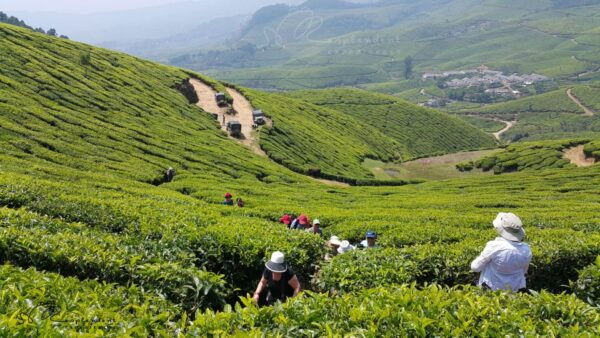Munnar Private Day Trip - The Sum Up