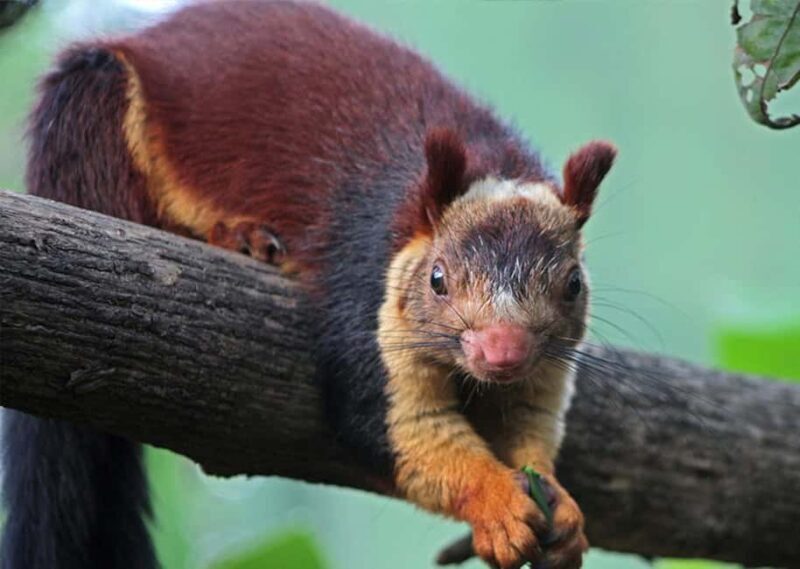 Munnar : Private One Day Tour from Kochi. Free Pickup-Drop - Good To Know