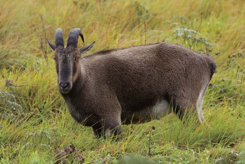 Munnar : Private One Day Tour from Kochi. Free Pickup-Drop - Good To Know