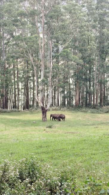 Munnar : Private One Day Tour from Kochi. Free Pickup-Drop - Who Will Love This Tour?