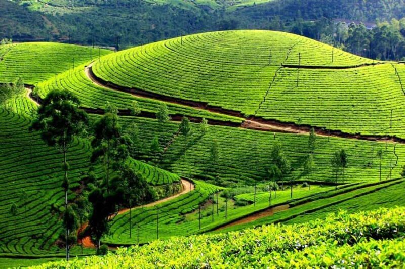Munnar Same Day Tour: Lakes, Viewpoints & Tea Gardens - Good To Know