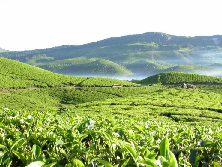 Munnar Site-Seeing Tour - Tour Pricing and Policies