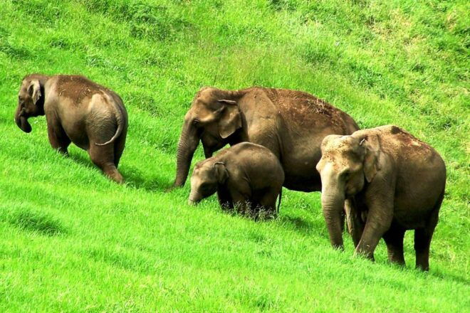 Munnar Site-Seeing Tour - Inclusions and Important Information