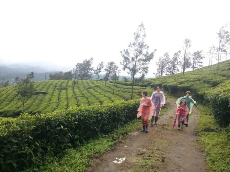 Munnar: Sunrise Trekking Adventure with Breakfast - Good To Know