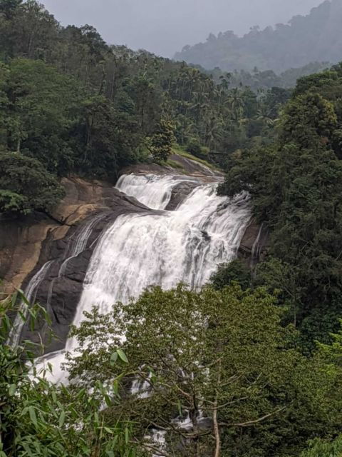 Munnar Tea Garden and Elephant Visiting Safari 4*4 - Tour Price and Duration